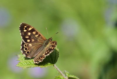 Speckled Wood, Magdalen Hill Down, Winchester, Hampshire, 8th May 2020
