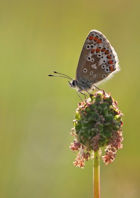 Brown Argus, Magdalen Hill Down, Winchester, Hampshire, 15th May 2020