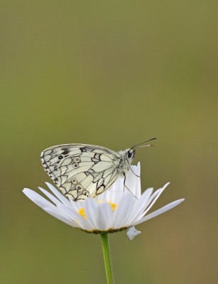 Marbled White, Magdalen Hill Down, Winchester, Hampshire, 8th June 2020