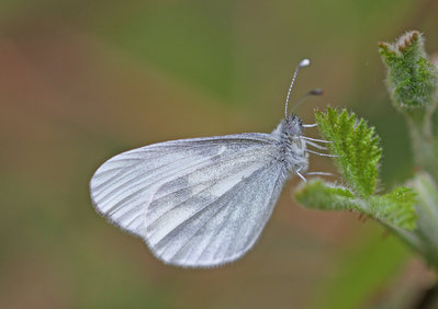 Wood White, male, Chiddingfold Forest, Surrey, 23rd April 2017