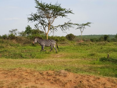 Burchell’s Zebra, Lake Mburo National Park, Uganda, 24th December 2017
