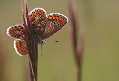 Brown Argus, male, Magdalen Hill Down, Winchester, Hampshire, 15th May 2020