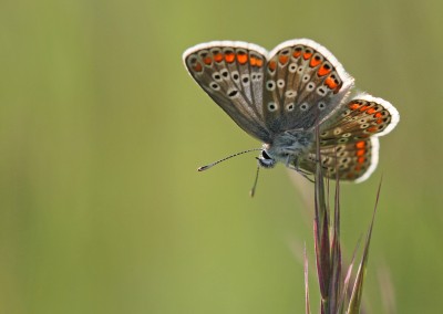 Brown Argus, male, Magdalen Hill Down, Winchester, Hampshire, 12th May 2020