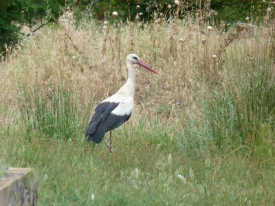 9.Stork(1).jpg