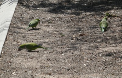 3.Parakeets(1).JPG
