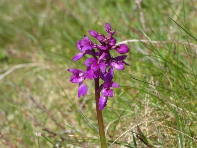 14.Orchid(1).JPG