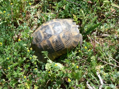 7.Tortoise(1).jpg