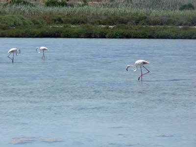 1.Flamingoes(1).jpg