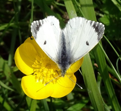that's a normal-sized buttercup - but a very small butterfly