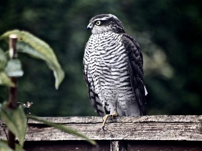 Sparrow Hawk visited my garden each year