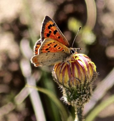 Small Copper 23rd May Southport Dunes
