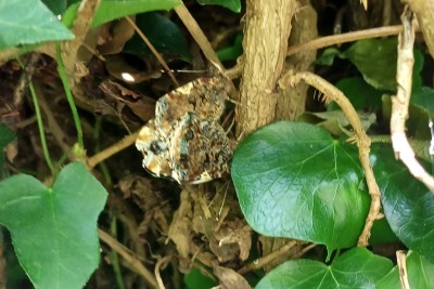 Red Admiral in cop.jpg