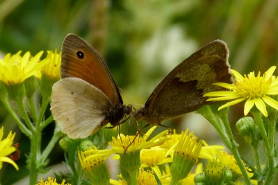meadow brown female and aberrant male.JPG